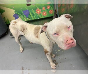 American Pit Bull Terrier Dogs for adoption in Waco, TX, USA