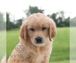 Small #3 Golden Retriever