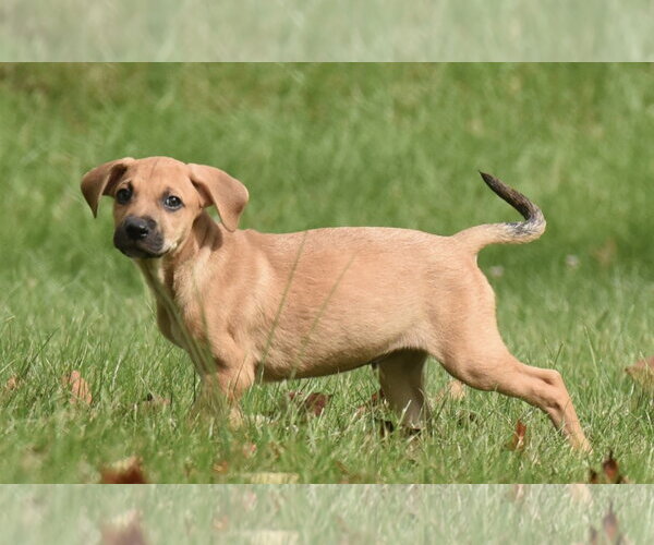 Medium Photo #11 Australian Shepherd-Beagle Mix Puppy For Sale in Mechanicsburg, PA, USA