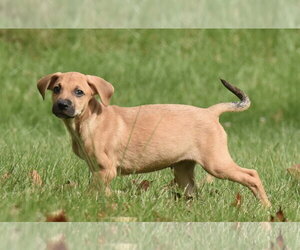Lucian - Male Australian Shepherd-Beagle Mix Dog for Adoption - Photo #11