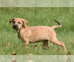 Small Photo #11 Australian Shepherd-Beagle Mix Puppy For Sale in Mechanicsburg, PA, USA
