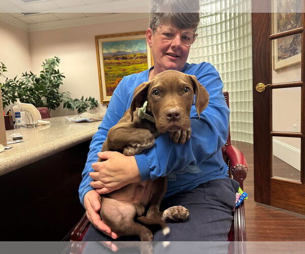 Medium Photo #3 Labrador Retriever-Unknown Mix Puppy For Sale in Holly Springs, NC, USA