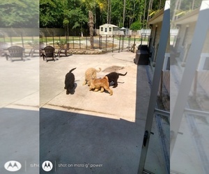 Labradoodle-Poodle (Standard) Mix Puppy for sale in CAROLINA FOREST, SC, USA