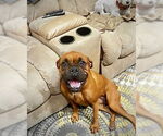 Small #5 Boxer