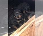 Small Photo #11 Rottweiler Puppy For Sale in ANTIOCH, CA, USA