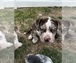 Small Photo #7 Alapaha Blue Blood Bulldog Puppy For Sale in HAMILTON, NJ, USA