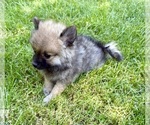 Small #1 Pomeranian
