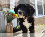 Small Photo #7 Bernedoodle Puppy For Sale in DUNDEE, OH, USA
