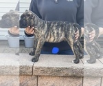 Small Photo #12 Presa Canario Puppy For Sale in LEVITTOWN, PA, USA