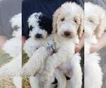 Small Photo #4 Goldendoodle Puppy For Sale in TARBORO, NC, USA