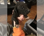 Small Photo #9 American Pit Bull Terrier Puppy For Sale in CHATSWORTH, GA, USA