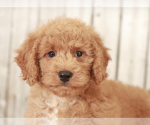 Goldendoodle (Miniature) Puppy for sale in MOUNT VERNON, OH, USA