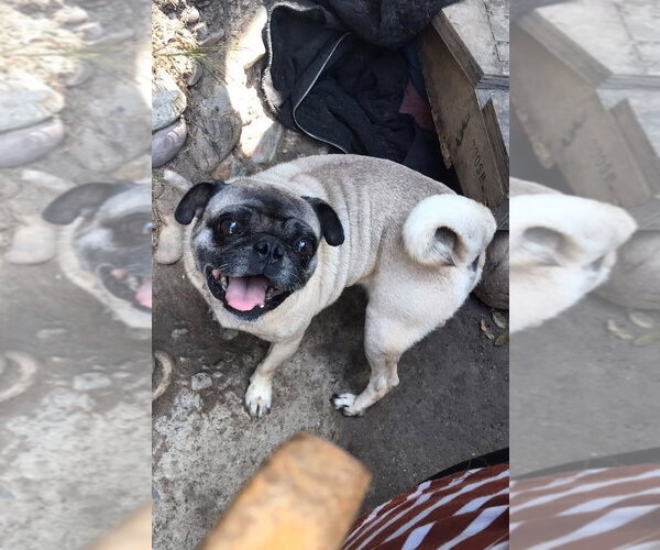 Medium Photo #7 Pug Puppy For Sale in San Diego, CA, USA