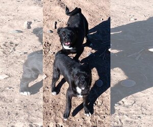 Puggle Dogs for adoption in Peralta, NM, USA