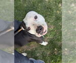 Small #5 Staffordshire Bull Terrier Mix
