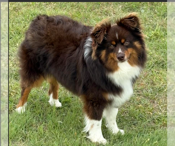 Medium Photo #1 Australian Shepherd-Unknown Mix Puppy For Sale in Cranston, RI, USA