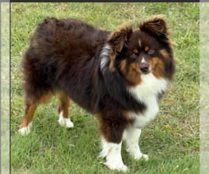 Australian Shepherd-Unknown Mix Dogs for adoption in Cranston, RI, USA