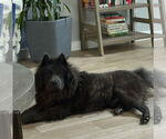 Small Chow Chow