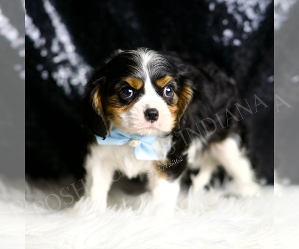 Medium Photo #3 Cavalier King Charles Spaniel Puppy For Sale in WARSAW, IN, USA