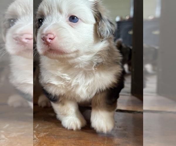 Medium Photo #5 Aussie-Corgi Puppy For Sale in ESPERANCE, NY, USA