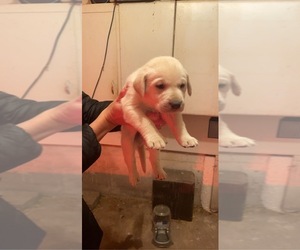 Labrador Retriever Puppy for sale in BROOKINGS, SD, USA