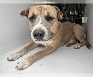 Mutt Dogs for adoption in Houston, TX, USA