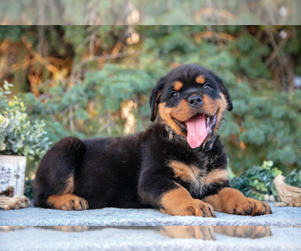 Medium Photo #2 Rottweiler Puppy For Sale in MILLERSBURG, IN, USA