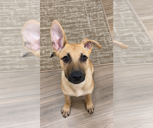 Forrest - Male Mutt Dog for Adoption - Photo #11