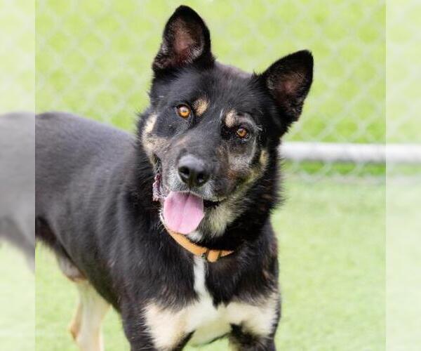 Medium Photo #2 German Shepherd Dog-Unknown Mix Puppy For Sale in Camarillo, CA, USA