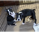 Small Photo #5 Boston Terrier Puppy For Sale in GLOUCESTER, VA, USA