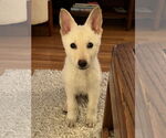 Small #10 white german shepherd Mix