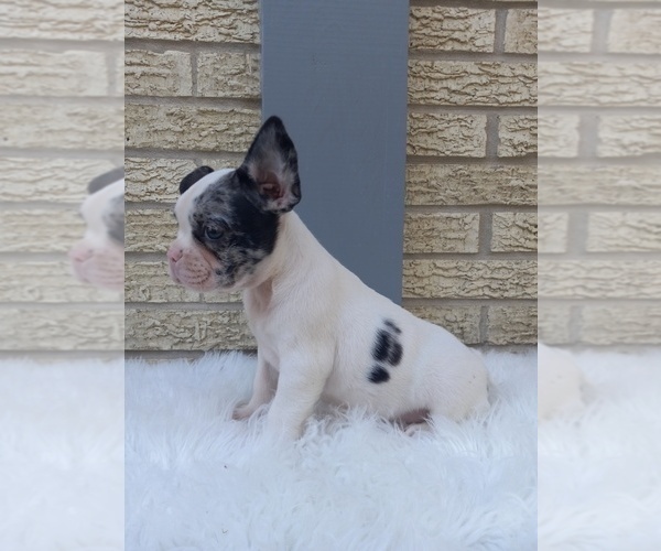 Medium Photo #9 French Bulldog Puppy For Sale in CARTHAGE, TX, USA