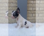 Small Photo #9 French Bulldog Puppy For Sale in CARTHAGE, TX, USA