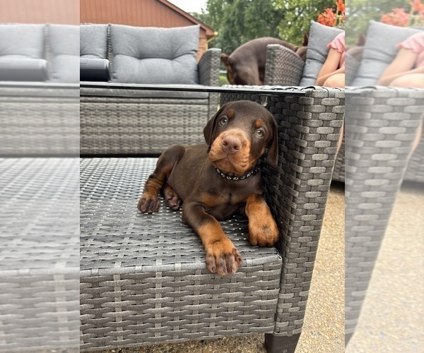 Medium Photo #12 Doberman Pinscher Puppy For Sale in MACOMB TOWNSHIP, MI, USA