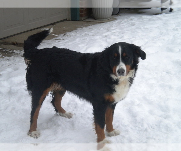 Medium Photo #1 Bernese Mountain Dog Puppy For Sale in ENON, OH, USA