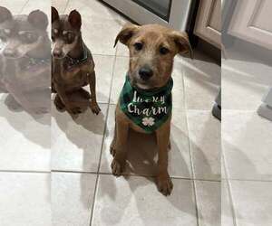 Mutt Dogs for adoption in Woodbury, NY, USA