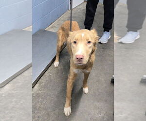 Mutt Dogs for adoption in Evansville, IN, USA