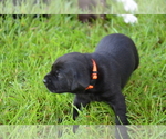 Small Photo #6 Labrador Retriever Puppy For Sale in RICHMOND HILL, GA, USA