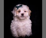 Puppy Country Boy Maltipoo (Miniature)