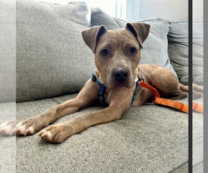 Catherine - Female American Pit Bull Terrier-Unknown Mix Dog for Adoption - Photo #3