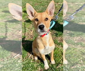 Carolina Dog-Huskies Mix Dogs for adoption in Lawrenceville, NJ, USA