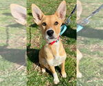 Small Carolina Dog-Huskies  Mix