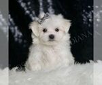 Puppy Nathan AKC Maltese