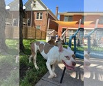 Small #1 American French Bull Terrier