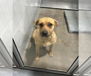 Black Mouth Cur-Unknown Mix Dogs for adoption in Mobile, AL, USA