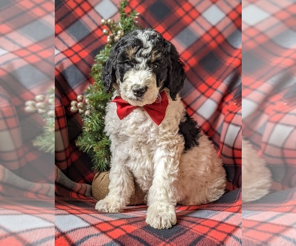 Medium Photo #1 Bernedoodle-Poodle (Standard) Mix Puppy For Sale in COCHRANVILLE, PA, USA