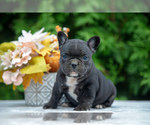 Puppy Birdie French Bulldog