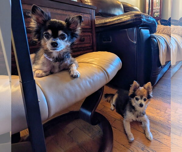 Medium Photo #2 Chihuahua-Unknown Mix Puppy For Sale in Oakhurst, NJ, USA