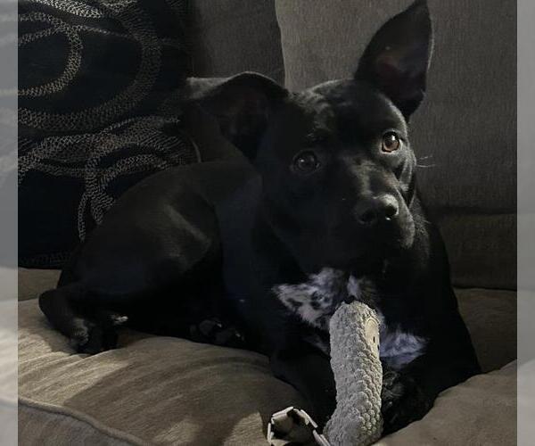 Medium Photo #1 American Staffordshire Terrier-Unknown Mix Puppy For Sale in San Antonio, TX, USA