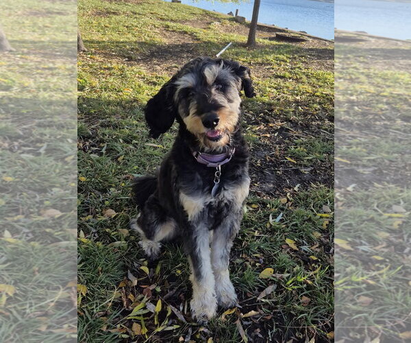 Medium Photo #12 Rottle Puppy For Sale in Techny, IL, USA